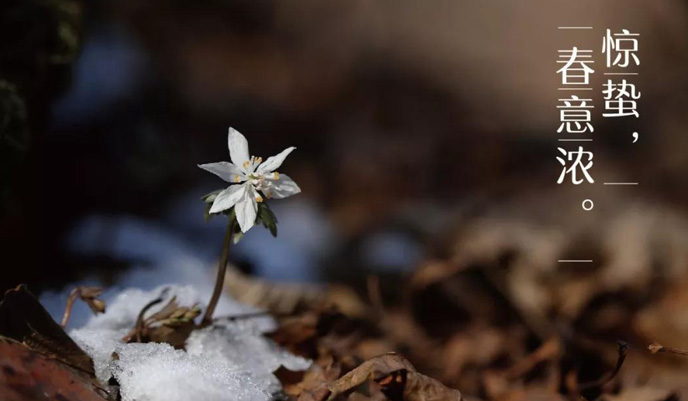 二十四节气中惊蛰是什么意思?