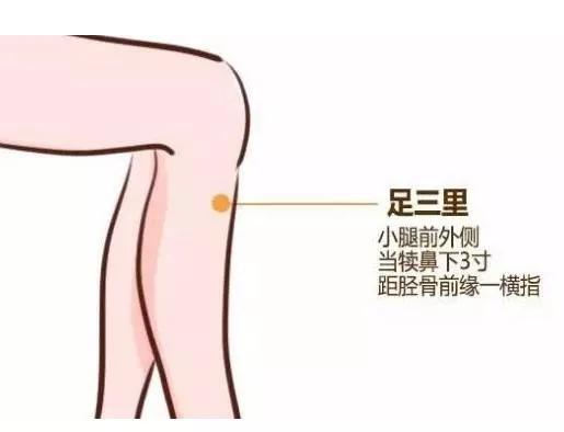 足三里穴位的具体位置