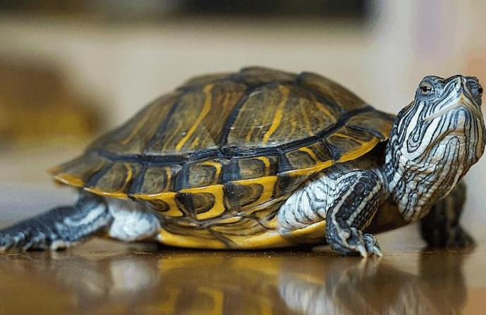 乌龟一般吃什么食物？