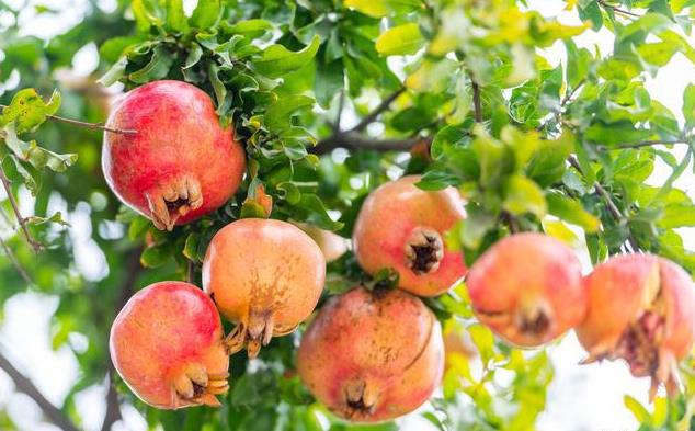 石榴的功效与作用是什么？