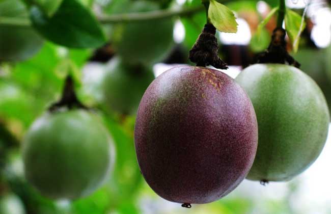 罗汉果泡水的正确方法