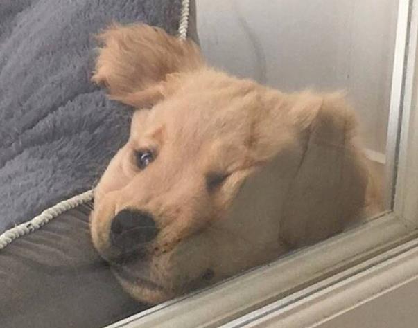 芭比q是什么意思