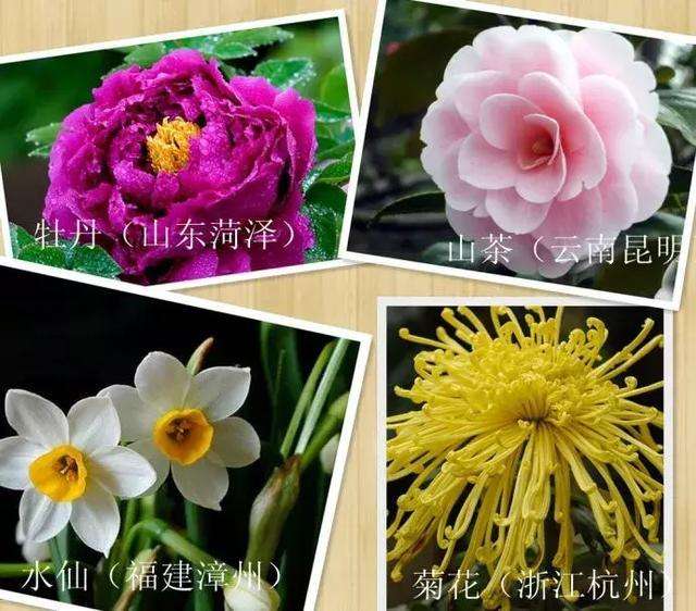 中国的四大名花是哪四种花?