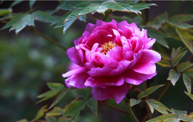 1640574185552073.jpg 牡丹.jpg