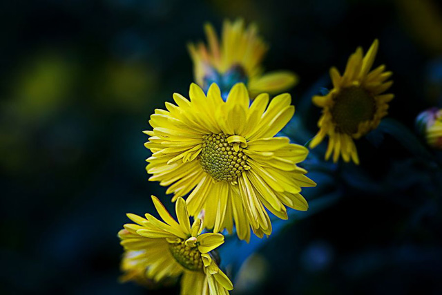 1640574222780328.jpg 菊花.jpg