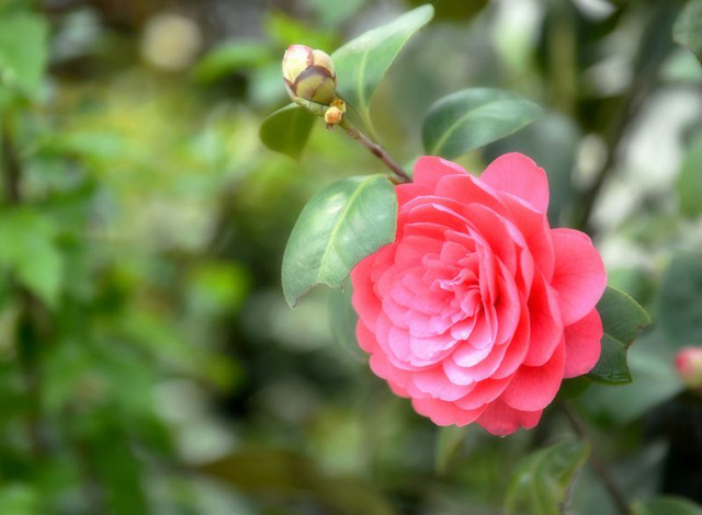 1640574321565371.jpg 山茶花.jpg