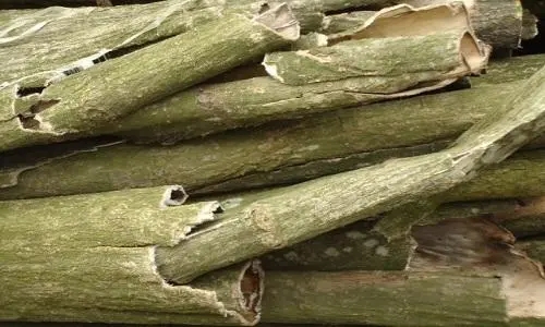 杜仲的功效与作用及食用方法