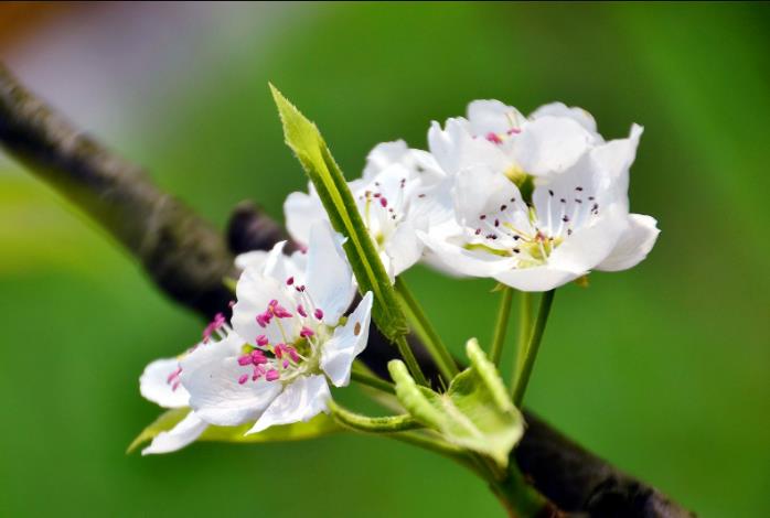 关于描写春天的诗句