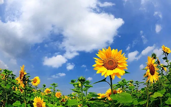 向日葵的寓意和花语有哪些？