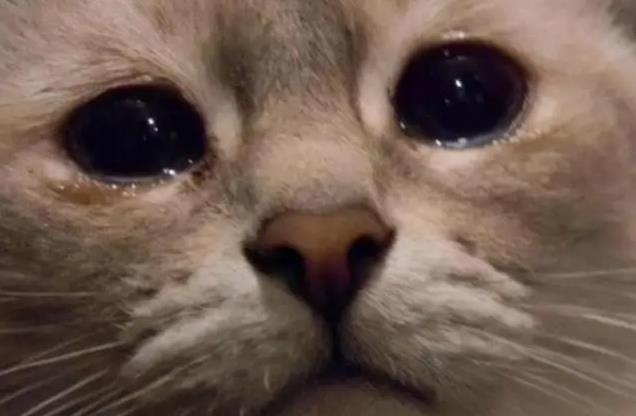 1657156925862098.jpg 网络用语的破防了是什么意思.jpg