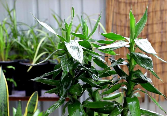 养富贵竹用什么水才能更旺盛些?