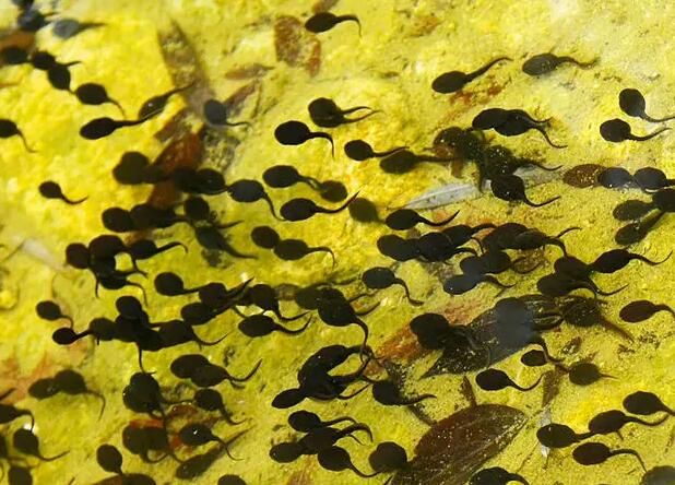 1657934203377734.jpg 野生的小蝌蚪吃什么食物.jpg