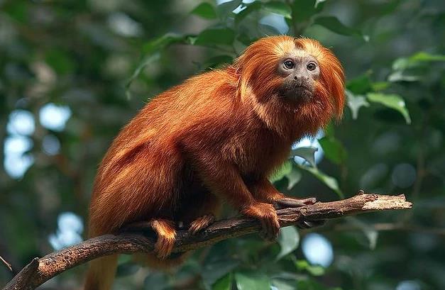 猱狨是什么动物？