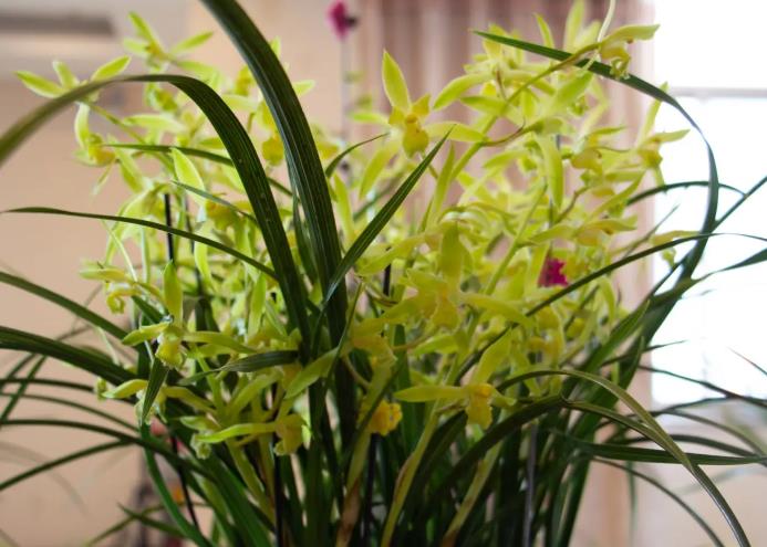 花中君子指的是什么花?