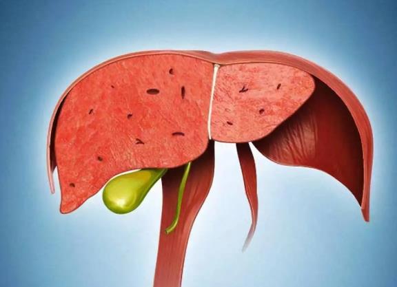 肝脏不好表现症状有哪些?