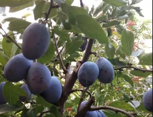 1665281630780453.jpg 西梅是热性还是凉性的食物.jpg