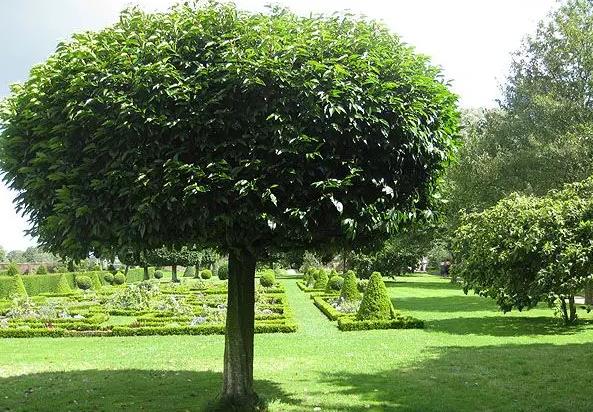 香叶是什么树的叶子?