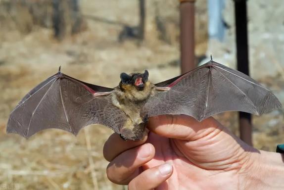 蝙蝠的眼睛真的看不见吗？