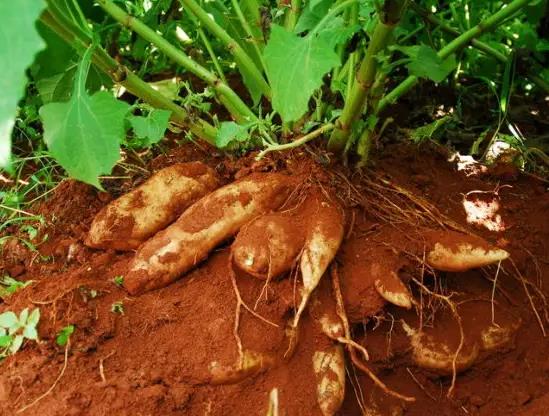 雪莲果的功效与作用?