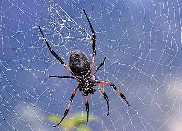 蜘蛛属不属于昆虫呢？