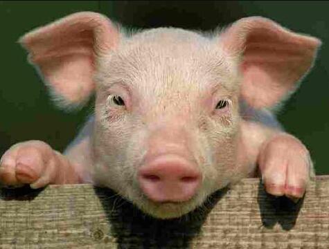 为什么猪的嗅觉比狗狗的还灵敏?