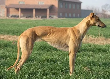 细狗是什么意思?