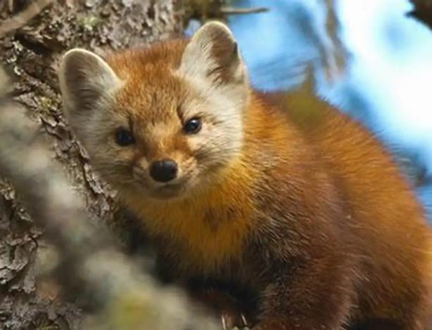 1668647051569125.jpg 寒号鸟是什么动物.jpg