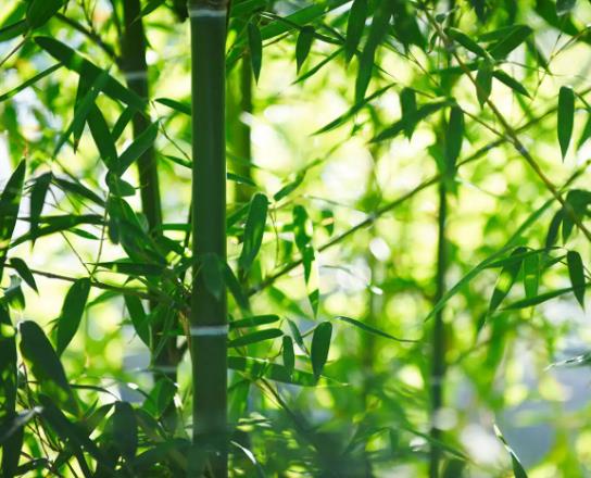 竹子是草还是树?