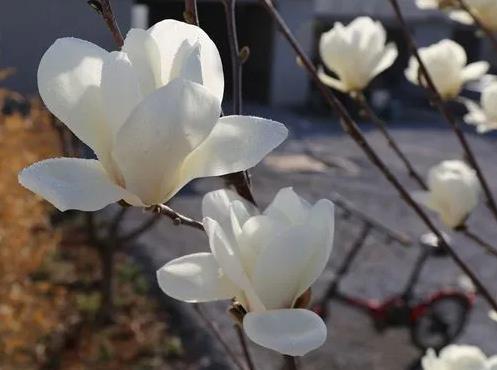 辛夷花是什么花?