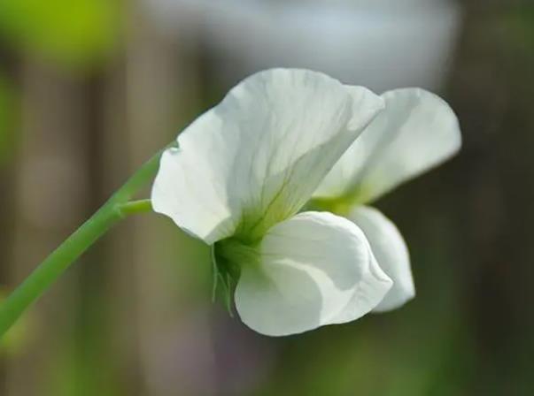 豆蔻年华是指多少岁?