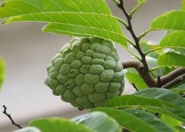 佛头果是什么水果?