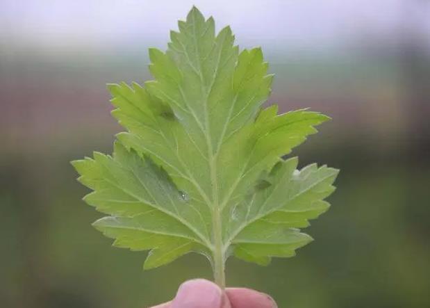 艾草有什么功效价值?