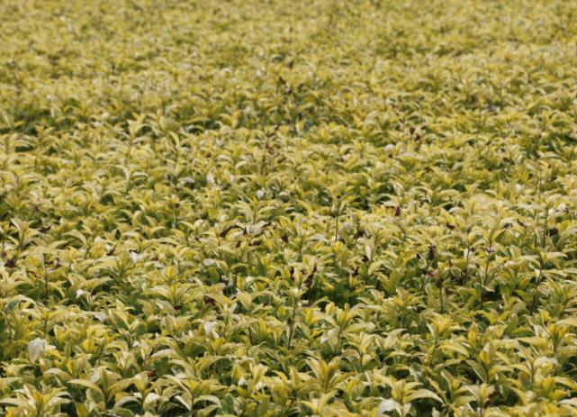 1677742886921020.jpg 黄金芽属于什么茶.jpg