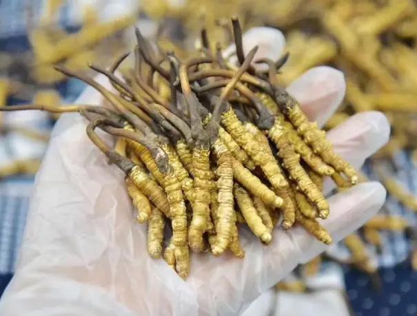 冬虫夏草的功效与作用以及食用方法?