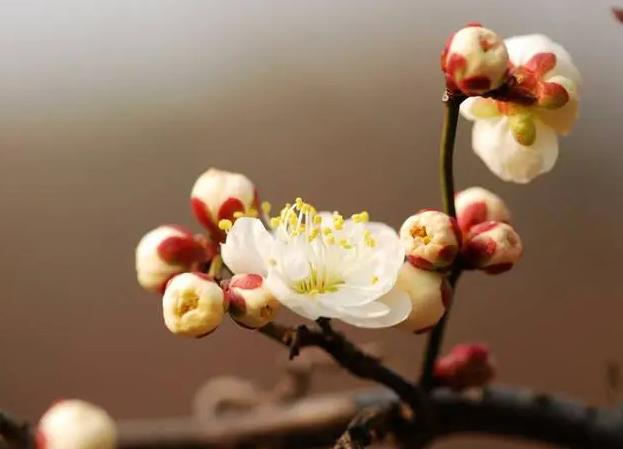 1679792154929776.jpg 躲春是什么意思.jpg