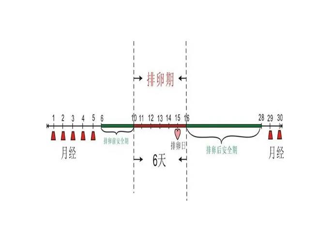 排卵期怎么算才最准确.jpg