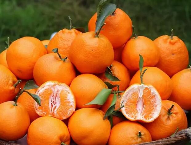 粑粑柑的正确读音?