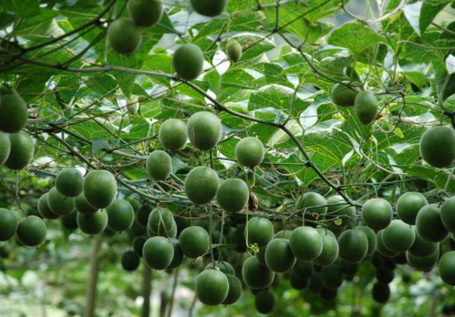 罗汉果泡水喝的方法?