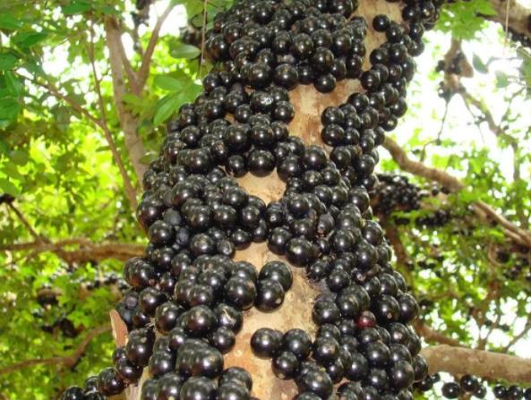 1682900540496057.jpg 蛟龙果是什么水果有什么营养价值.jpg