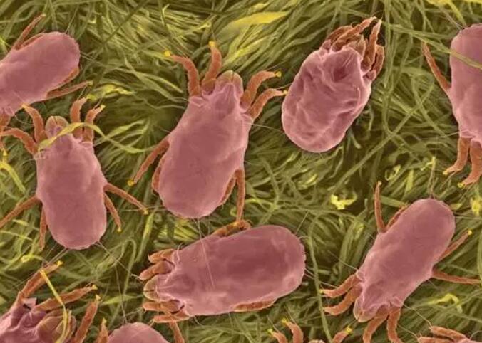 1684285598953638.jpg 除螨虫的方法有哪些.jpg