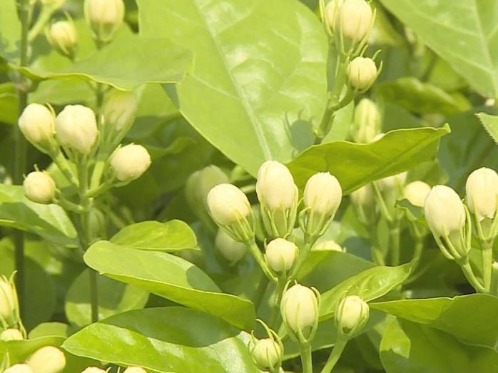 茉莉花的养殖方法和需要注意的事项.jpg