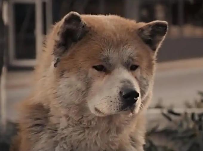 忠犬八公是真实的事情吗?