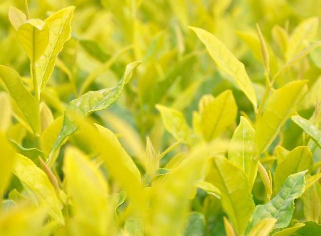 1686272130642901.jpg 茶黄金是什么东西是什么茶.jpg