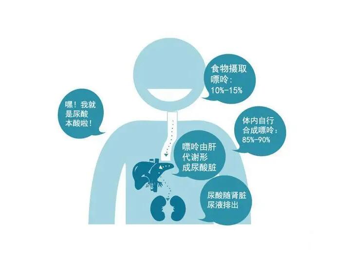 尿酸高会引发痛风吗?