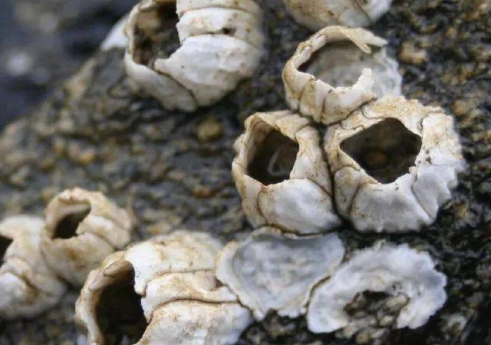 藤壶什么是东西?有什么危害吗?