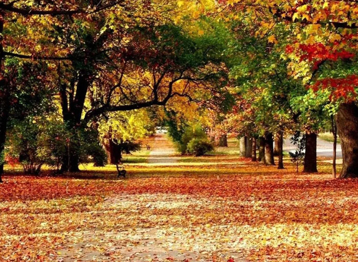 秋季养生需要注意什么?