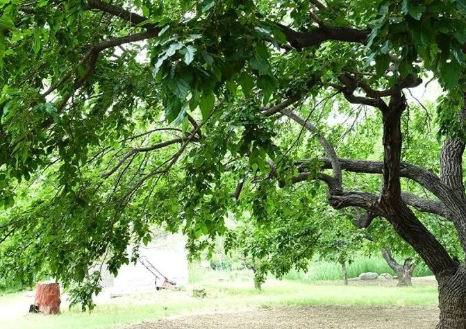 桑榆之年是指多少岁？