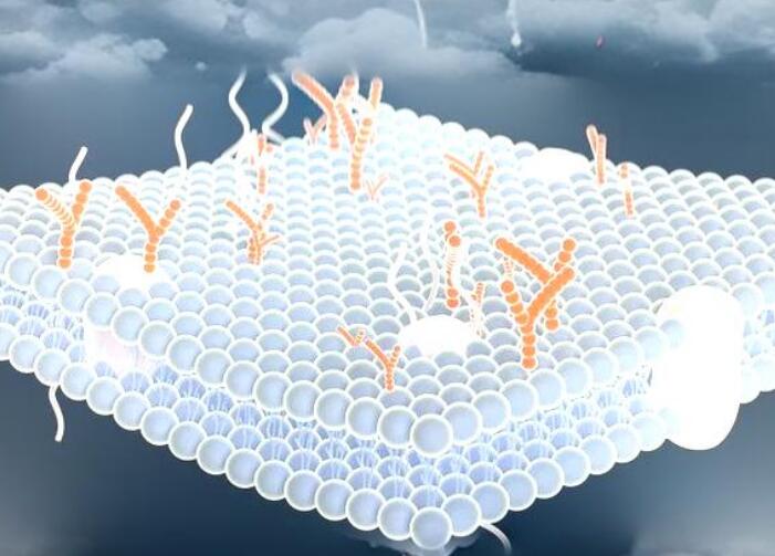 c反应蛋白高说明什么?
