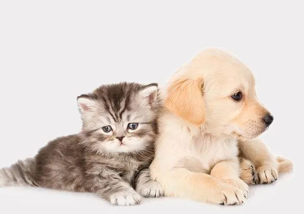 如何给宠物使用驱虫药？