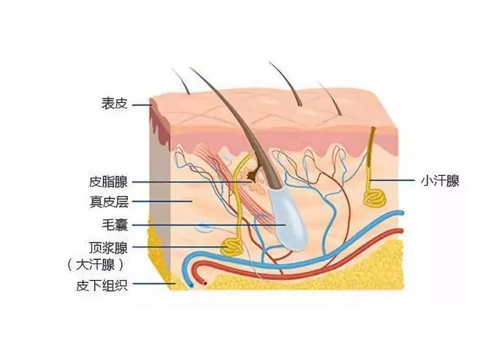 狐臭是怎么形成的？狐臭会传染吗？